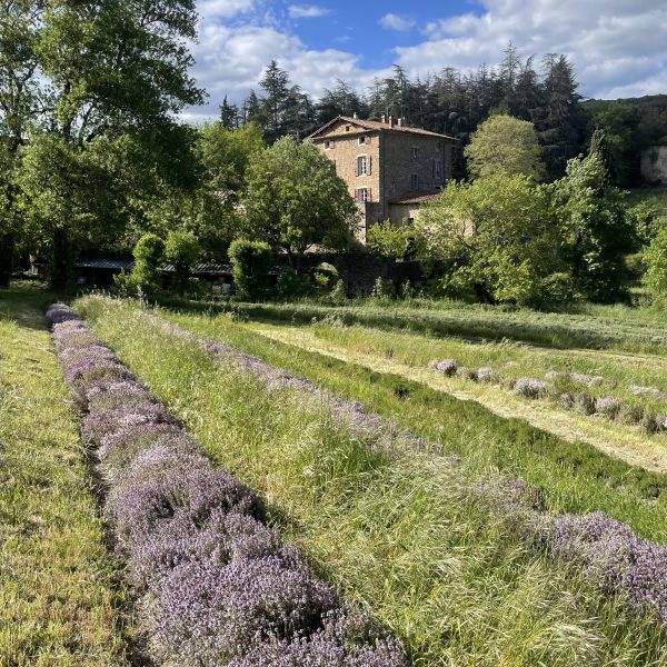 Bastide et champ de thym en fleurs