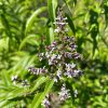 Verveine citronnelle bio - 10g