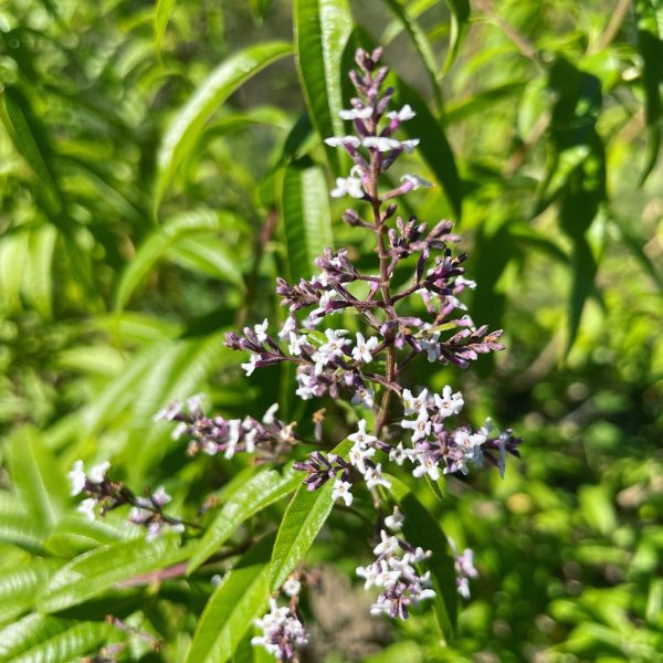 Verveine citronnelle bio - 10g