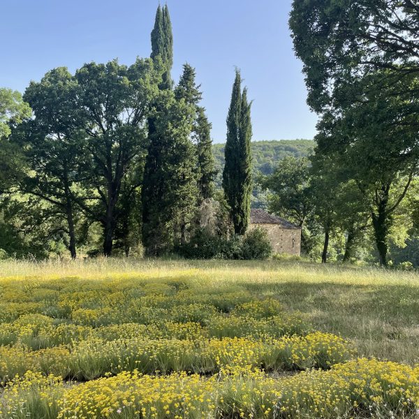 champ d'hélichryse de pouzes
