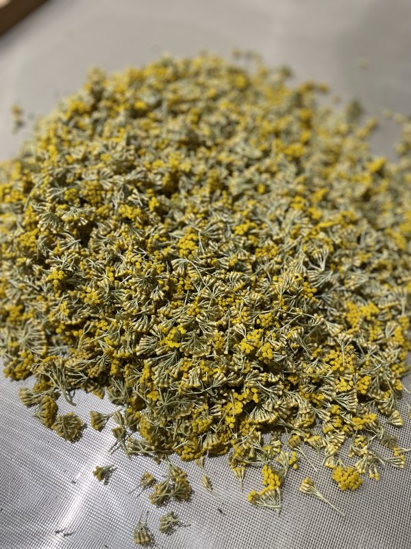 Immortelle fraiche Immortelle bio - 10g