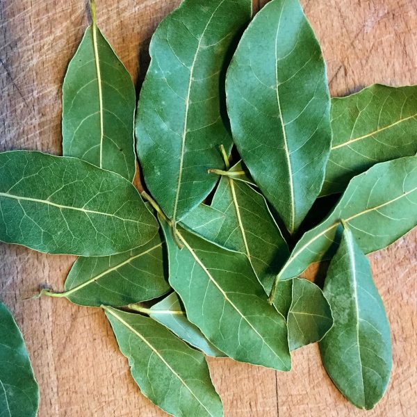 Laurier noble bio - 15g