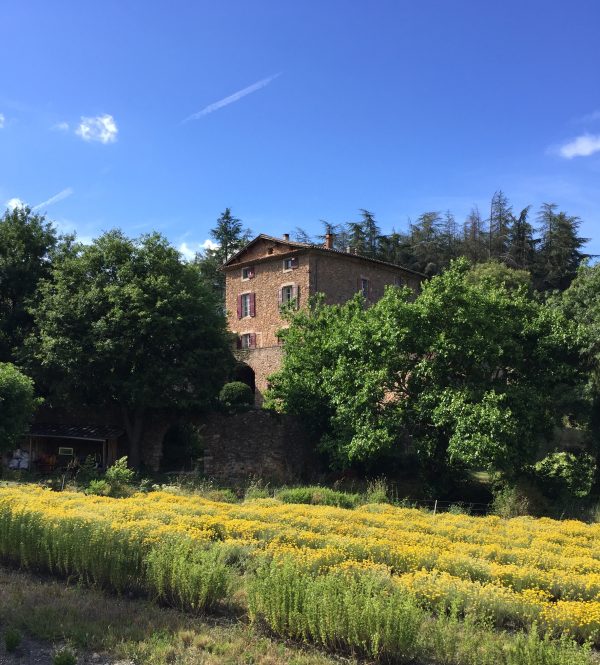 Maison et champ immortelle