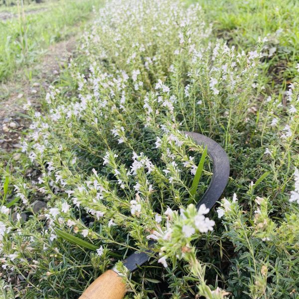 Sarriette de Saint-Guilhem-le-Désert bio - 25g