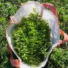 Verveine citronnelle bio - 10g