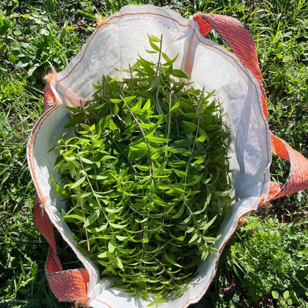 Verveine citronnelle bio - 10g