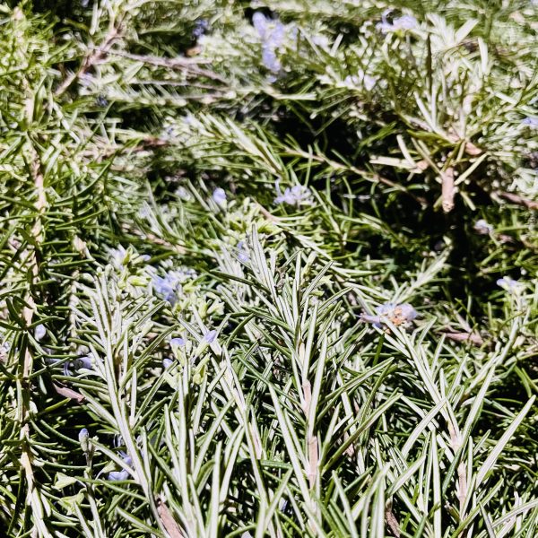 Romarin bleu bio - 30g