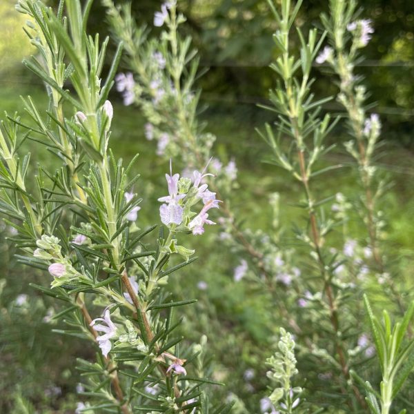 Romarin rose bio - 30g