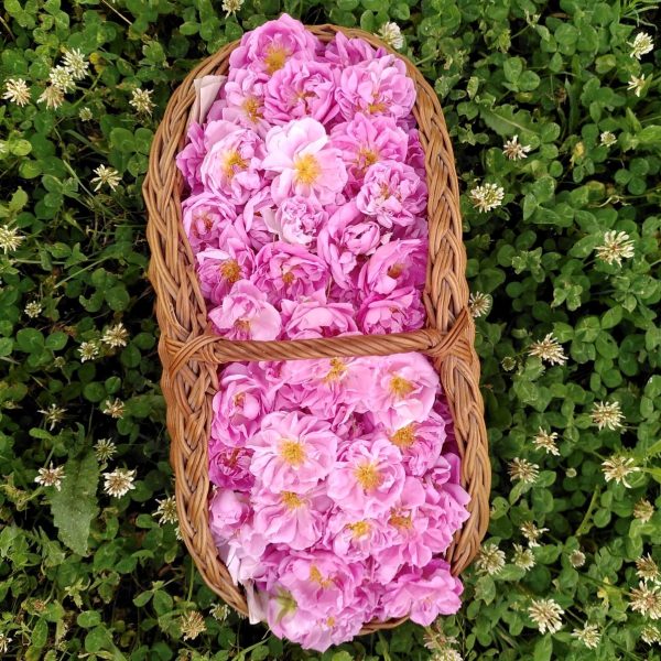 Rose centifolia panier