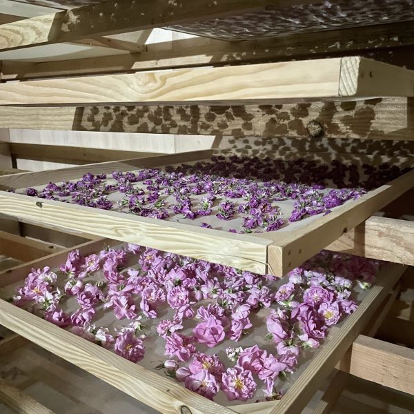 Rose de Mai bio - 12g