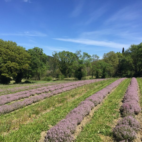 Coffret Pluie de thym bio