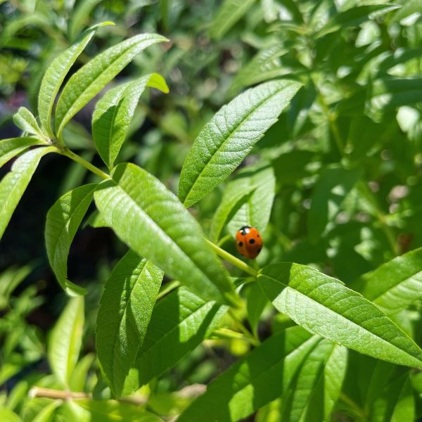 Verveine citronnelle bio - 10g