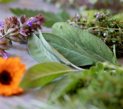 Plantes pêtes à être séchées