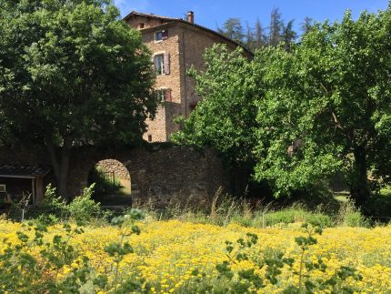 Bastide et champ d'immortelle et origan vert