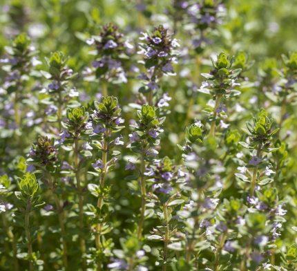 Plantes pour huile essentielle