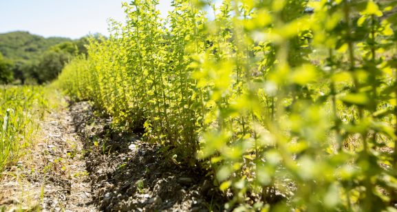 Rang origan vert bio Herbier de Pouzes