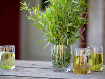 degustation de tisanes