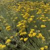 champ immortelle champ d'immortelle en fleur