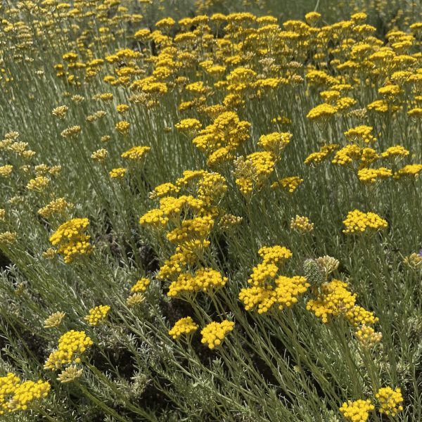 champ immortelle champ d'immortelle en fleur