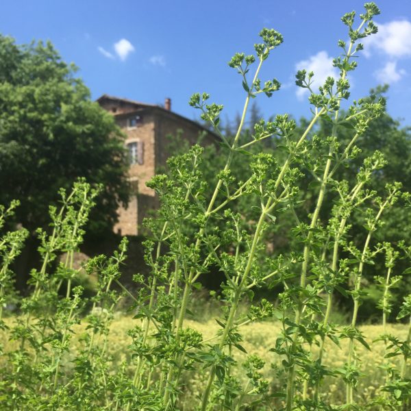 Origan vert bio - 15g