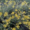 plante immortelle champ helichryse italienne