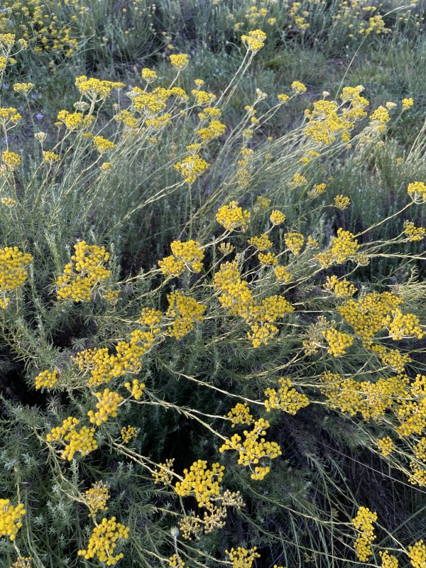 plante immortelle champ helichryse italienne