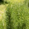 Romarin blanc bio de Mourèze - 30g