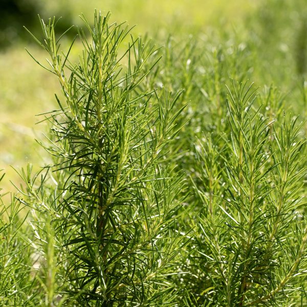 Romarin blanc bio de Mourèze - 30g