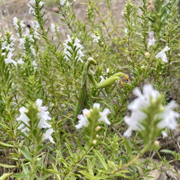 Sarriette de Saint-Guilhem-le-Désert bio - 25g