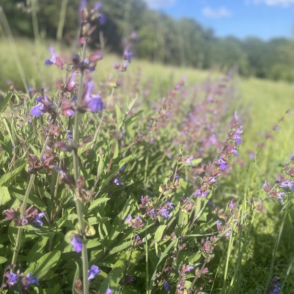 Sauge officinale bio - 15g