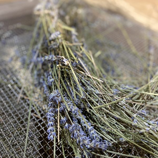 Lavande vraie bio - 20g