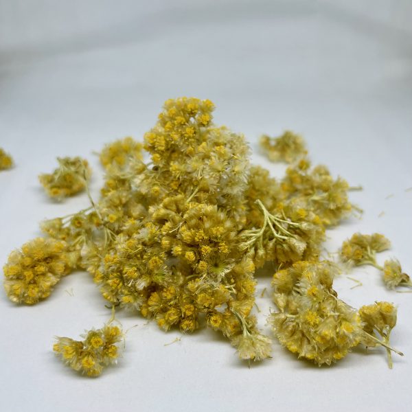 zoom immortelle 2 fleurs d'immortelle bio séchées